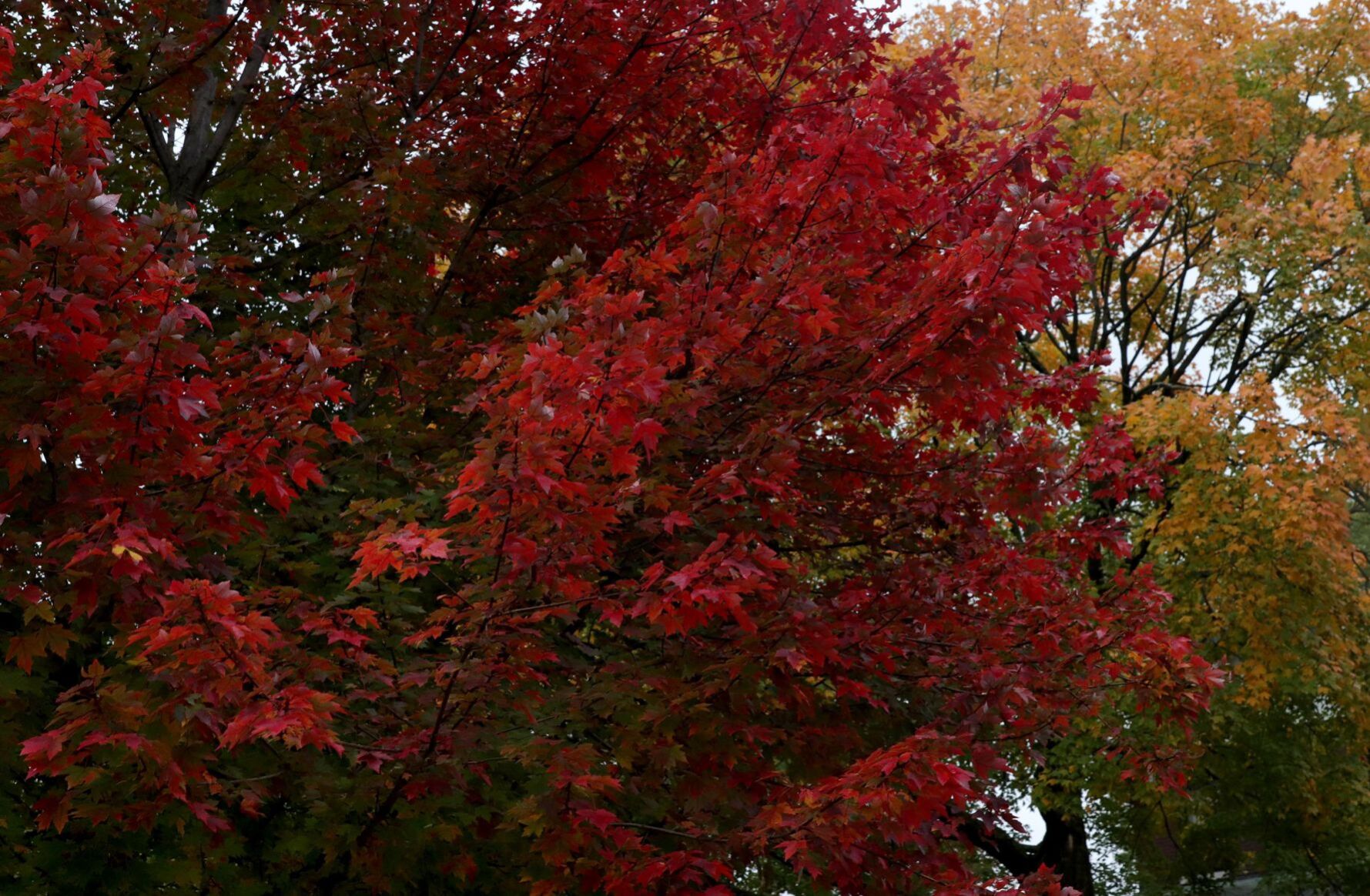 Fall color in St. Louis